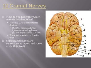 

How do you remember which
nerve is which number?


Here is a G-rated mnemonic
devices:
 Old Opie occasionally tries
trigonometry and feels very
gloomy, vague, and hypoactive.




There are also several R-rated
ones

Some cranial nerves are
sensory, some motor, and some
are both (mixed).

 