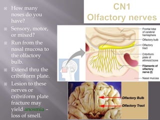 









How many
noses do you
have?
Sensory, motor,
or mixed?
Run from the
nasal mucosa to
the olfactory
bulb.
Extend thru the
cribriform plate.
Lesion to these
nerves or
cribriform plate
fracture may
yield anosmia –
loss of smell.

 
