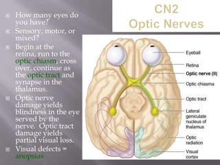







How many eyes do
you have?
Sensory, motor, or
mixed?
Begin at the
retina, run to the
optic chiasm, cross
over, continue as
the optic tract and
synapse in the
thalamus.
Optic nerve
damage yields
blindness in the eye
served by the
nerve. Optic tract
damage yields
partial visual loss.
Visual defects =
anopsias

 