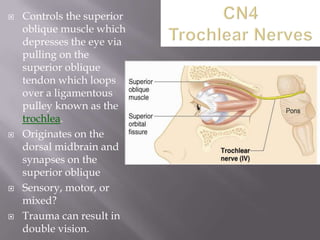 







Controls the superior
oblique muscle which
depresses the eye via
pulling on the
superior oblique
tendon which loops
over a ligamentous
pulley known as the
trochlea.
Originates on the
dorsal midbrain and
synapses on the
superior oblique
Sensory, motor, or
mixed?
Trauma can result in
double vision.

 