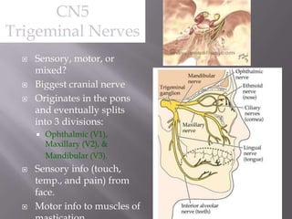 CN5
Trigeminal Nerves





Sensory, motor, or
mixed?
Biggest cranial nerve
Originates in the pons
and eventually splits
into 3 divisions:






Ophthalmic (V1),
Maxillary (V2), &
Mandibular (V3).

Sensory info (touch,
temp., and pain) from
face.
Motor info to muscles of

 