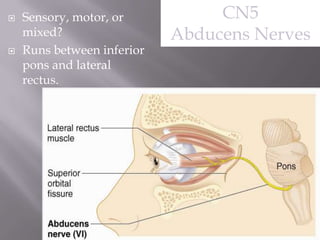 



Sensory, motor, or
mixed?
Runs between inferior
pons and lateral
rectus.

CN5
Abducens Nerves

 