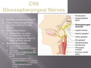 




Sensory, motor, or mixed?
Fibers run emerge from
medulla and run to the
throat.
Motor Functions:
Motor fibers to some
swallowing muscles
 Parasympathetic fibers to
some salivary glands
Sensory Functions:




Taste, touch, heat from
pharynx and posterior tongue.
 Info from chemoreceptors on
the level of O2 and CO2 in the
blood. Info from baroreceptors
on BP.
 Chemoreceptors and
baroreceptors are located in
the carotid sinus – a dilation
in the internal carotid
artery.


 