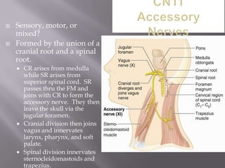 



Sensory, motor, or
mixed?
Formed by the union of a
cranial root and a spinal
root.






CR arises from medulla
while SR arises from
superior spinal cord. SR
passes thru the FM and
joins with CR to form the
accessory nerve. They then
leave the skull via the
jugular foramen.
Cranial division then joins
vagus and innervates
larynx, pharynx, and soft
palate.
Spinal division innervates
sternocleidomastoids and
trapezius.

 