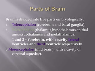 Brain is divided into five parts embryologically:
1.
Telencephalon (cerebrum and basal ganglia).
2.
Diencephalon(thalamus,hypothalamus,epithal
amus,subthalamus and metathalamus:
1 and 2 = forebrain, with a cavity lateral
ventricles and third ventricle respectively.
3.Mesencephalon (mid brain), with a cavity of
cerebral aqueduct.

 