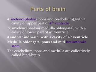4. metencephalon( pons and cerebellum),with a
cavity of upper part of 4th ventricle.
5. myelencephalon( medulla oblongata), with a
cavity of lower part of 4th ventricle.
4 and 5=hindbrain, with a cavity of 4th ventricle.
Medulla oblongata, pons and mid brain=brain
stem.
The cerebellum, pons and medulla are collectively
called hind-brain

 