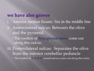 we have also groves
I.
II.

Anterior median fissure: lies in the middle line
Anterolateral sulcus: Between the olive
and the pyramid.
 The rootlets of hypoglossal nerve come out
along this sulcus

III.

Posterolateral sulcus: Separates the olive
from the inferior cerebellar peduncle
 The rootlets of 9, 10 & 11 cranial nerves come out along this sulus

 