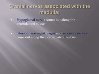 

Hypoglossal nerve: comes out along the
anterolateral sulcus



Glossopharayngeal, vagus and accessory nerves:
come out along the posterolateral sulcus.

 