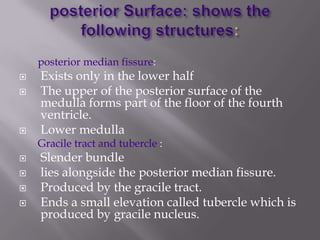 posterior median fissure:





Exists only in the lower half
The upper of the posterior surface of the
medulla forms part of the floor of the fourth
ventricle.
Lower medulla

Gracile tract and tubercle :





Slender bundle
lies alongside the posterior median fissure.
Produced by the gracile tract.
Ends a small elevation called tubercle which is
produced by gracile nucleus.

 