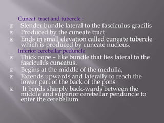 Cuneat tract and tubercle :




Slender bundle lateral to the fasciculus gracilis
Produced by the cuneate tract
Ends in small elevation called cuneate tubercle
which is produced by cuneate nucleus.

Inferior cerebellar peduncle






Thick rope – like bundle that lies lateral to the
fasciculus cuneatus.
Begins at the middle of the medulla,
Extends upwards and laterally to reach the
lower part of the back of the pons
It bends sharply back-wards between the
middle and superior cerebellar penduncle to
enter the cerebellum

 