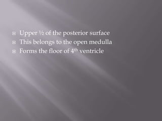 



Upper ½ of the posterior surface
This belongs to the open medulla
Forms the floor of 4th ventricle

 