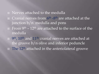 








Nerves attached to the medulla
Cranial nerves from 6th -8th are attached at the
junction b/n medulla and pons
From 9th – 12th are attached to the surface of the
medulla
9th, 10th and 11th cranial nerves are attached at
the groove b/n olive and inferior peduncle
The 12th attached in the anteriolateral groove

 