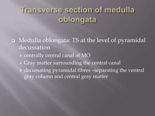 

Medulla oblongata: TS at the level of pyramidal
decussation
centrally central canal of MO
 Gray matter surrounding the central canal
 decussating pyramidal fibres –separating the ventral
gray column and central gray matter


 
