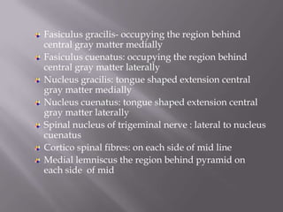 Fasiculus gracilis- occupying the region behind
central gray matter medially
Fasiculus cuenatus: occupying the region behind
central gray matter laterally
Nucleus gracilis: tongue shaped extension central
gray matter medially
Nucleus cuenatus: tongue shaped extension central
gray matter laterally
Spinal nucleus of trigeminal nerve : lateral to nucleus
cuenatus
Cortico spinal fibres: on each side of mid line
Medial lemniscus the region behind pyramid on
each side of mid

 