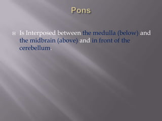 

Is Interposed between the medulla (below) and
the midbrain (above) and in front of the
cerebellum.

 