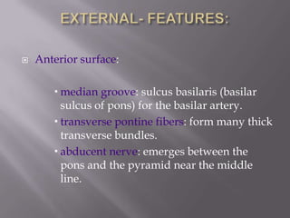 

Anterior surface:
 median groove: sulcus basilaris (basilar
sulcus of pons) for the basilar artery.
 transverse pontine fibers: form many thick
transverse bundles.
 abducent nerve: emerges between the
pons and the pyramid near the middle
line.

 