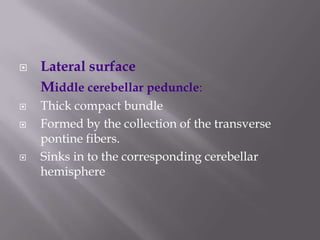 






Lateral surface
Middle cerebellar peduncle:
Thick compact bundle
Formed by the collection of the transverse
pontine fibers.
Sinks in to the corresponding cerebellar
hemisphere

 