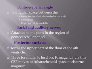 

Pontocerebellar angle:
Triangular space between the:
 Lower border of middle cerebellar peduncle
 Cerenellum
 Upper part of the medulla.



Facial and auditory nerves:
Attached to the pons in the region of
pontocerebellar angel

Posterior surface:




forms the upper part of the floor of the 4th
ventricle.
Three foramina, F. luschka, F. magendi via this
CSF moves to subarachenoid space to cisterne
magnum

 