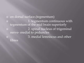 






on dorsal surface.(tegmentum)
1. tegmentum continuous with
tegmentum of the mid brain superiorly
2. spinal nucleus of trigeminal
nerve- medial to peduncles
3. medial lemniscus and other
fibres

 