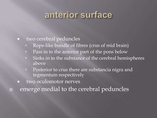 

two cerebral peduncles








Rope-like bundle of fibres (crus of mid brain)
Pass in to the anterior part of the pons below
Sinks in to the substance of the cerebral hemispheres
above
Posterior to crus there are substancia nigra and
tegmentum respectively

two oculomotor nerves

emerge medial to the cerebral peduncles

 
