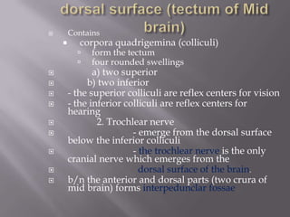 Contains





corpora quadrigemina (colliculi)















form the tectum
four rounded swellings

a) two superior
b) two inferior
- the superior colliculi are reflex centers for vision
- the inferior colliculi are reflex centers for
hearing
2. Trochlear nerve
- emerge from the dorsal surface
below the inferior colliculi
- the trochlear nerve is the only
cranial nerve which emerges from the
dorsal surface of the brain.
b/n the anterior and dorsal parts (two crura of
mid brain) forms interpedunclar fossae

 