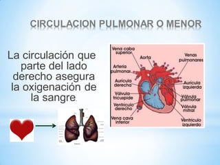 CIRCULACION PULMONAR O MENOR

La circulación que
parte del lado
derecho asegura
la oxigenación de
la sangre.

 