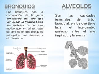 BRONQUIOS
Los
bronquios
son
la
continuación de la parte
conductora del aire que
van desde la tráquea hasta
los alvéolos. Es por este
motivo que, en primer lugar
se ramifica en dos bronquios
principales, uno derecho y
otro izquierdo.

ALVEOLOS
Son
las
cavidades
terminales
del
árbol
bronquial, en los que tiene
lugar
el
intercambio
gaseoso entre el aire
inspirado y la sangre.

 