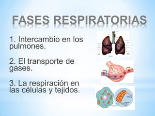 FASES RESPIRATORIAS
1. Intercambio en los
pulmones.

2. El transporte de
gases.
3. La respiración en
las células y tejidos.

 
