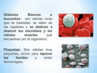 Glóbulos
Blancos
o
leucocitos: son células vivas
que se trasladan, se salen de
los capilares y se dedican a
destruir los microbios y las
células
muertas
que
encuentran por el organismo.
Plaquetas: Son células muy
pequeñas, sirven para taponar
las
heridas
y
evitar
hemorragias.

 