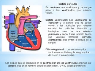 Sístole auricular :
Se contraen las aurículas y la sangre
pasa a los ventrículos que estaban
vacíos.

ATRIO
IZQUIERD
O

ATRIO
DERECH
O

Sístole ventricular: Los ventrículos se
contraen y la sangre que no puede
volver a las aurículas por haberse
cerrado las válvulas bicúspide y
tricúspide, sale por las arterias
pulmonar y aorta. Estas también tienen
sus
válvulas
llamadas
válvulas
sigmoideas, que evitan el reflujo de la
sangre.
Diástole general: Las aurículas y los
ventrículos se dilatan y la sangre entran
de nuevo a las aurículas.

Los golpes que se producen en la contracción de los ventrículos originan los
latidos, que en el hombre adulto oscilan entre 70 y 80 latidos por minuto.

 