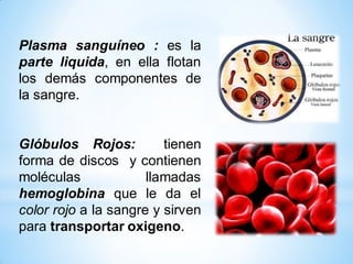 Plasma sanguíneo : es la
parte liquida, en ella flotan
los demás componentes de
la sangre.

Glóbulos Rojos:
tienen
forma d...