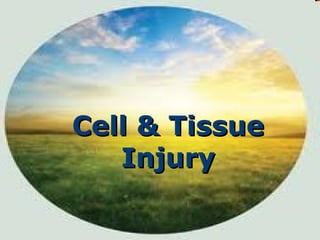 Cell & Tissue
Injury

 