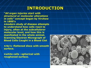 INTRODUCTION
“All organ injuries start with
structural or molecular alterations
in cells” concept began by Virchow
in 1800's
•modern study of disease attempts
to understand how cells react to
injury, often at the subcellularor
molecular level, and how this is
manifested in the whole animal.
Scanning Electron Micrograph of
Blood Cells Caught in a Blood Clot
•rbc’s -flattened discs with smooth
surface.
•white cells –spherical with
roughened surface.

 
