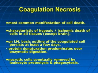 Coagulation Necrosis
•most common manifestation of cell death.
•characteristic of hypoxic / ischemic death of
cells in all tissues (except brain).
•on LM, basic outline of the coagulated cell
persists at least a few days.
- protein denaturation predominates over
enzymatic digestion.
•necrotic cells eventually removed by
leukocyte proteolysis & phagocytosis.

 