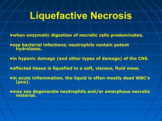 Liquefactive Necrosis
•when enzymatic digestion of necrotic cells predominates.
•esp bacterial infections; neutrophils contain potent
hydrolases.
•in hypoxic damage (and other types of damage) of the CNS.
•affected tissue is liquefied to a soft, viscous, fluid mass.
•in acute inflammation, the liquid is often mostly dead WBC’s
(pus).
•may see degenerate neutrophils and/or amorphous necrotic
material.

 