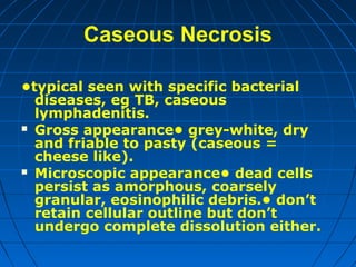 Caseous Necrosis
•typical seen with specific bacterial
diseases, eg TB, caseous
lymphadenitis.
 Gross appearance• grey-white, dry
and friable to pasty (caseous =
cheese like).
 Microscopic appearance• dead cells
persist as amorphous, coarsely
granular, eosinophilic debris.• don’t
retain cellular outline but don’t
undergo complete dissolution either.

 