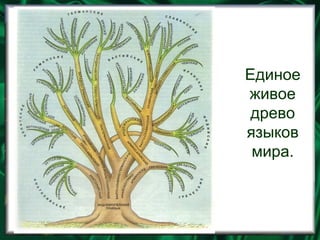 Единое
живое
древо
языков
мира.

 