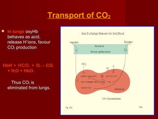 O2 Transport Vent Pneumology - ventilation-transport-of-gases-and-oxygen-delivery | PPT