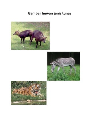 Gambar hewan jenis tunas

 
