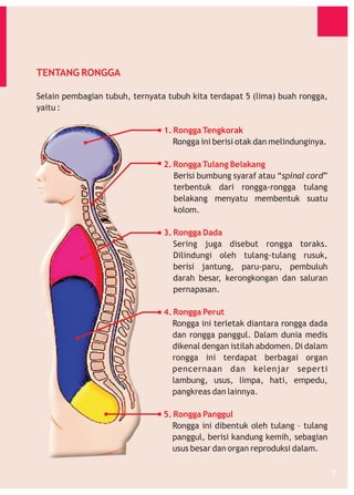 TENTANG RONGGA
Selain pembagian tubuh, ternyata tubuh kita terdapat 5 (lima) buah rongga,
yaitu :
1. Rongga Tengkorak
Rongga ini berisi otak dan melindunginya.
2. Rongga Tulang Belakang
Berisi bumbung syaraf atau “spinal cord”
terbentuk dari rongga-rongga tulang
belakang menyatu membentuk suatu
kolom.
3. Rongga Dada
Sering juga disebut rongga toraks.
Dilindungi oleh tulang-tulang rusuk,
berisi jantung, paru-paru, pembuluh
darah besar, kerongkongan dan saluran
pernapasan.
4. Rongga Perut
Rongga ini terletak diantara rongga dada
dan rongga panggul. Dalam dunia medis
dikenal dengan istilah abdomen. Di dalam
rongga ini terdapat berbagai organ
pencernaan dan kelenjar seperti
lambung, usus, limpa, hati, empedu,
pangkreas dan lainnya.
5. Rongga Panggul
Rongga ini dibentuk oleh tulang – tulang
panggul, berisi kandung kemih, sebagian
usus besar dan organ reproduksi dalam.
7

 