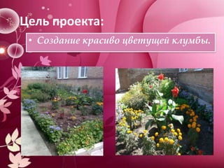 Цель проекта:
• Создание красиво цветущей клумбы.

 