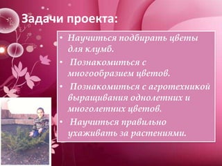 Задачи проекта:
• Научиться подбирать цветы
для клумб.
• Познакомиться с
многообразием цветов.
• Познакомиться с агротехни...