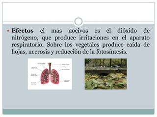  Efectos

el mas nocivos es el dióxido de
nitrógeno, que produce irritaciones en el aparato
respiratorio. Sobre los vegetales produce caída de
hojas, necrosis y reducción de la fotosíntesis.

 