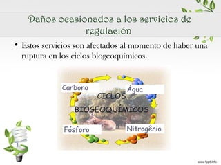 Daños ocasionados a los servicios de
regulación
• Estos servicios son afectados al momento de haber una
ruptura en los ciclos biogeoquímicos.

 