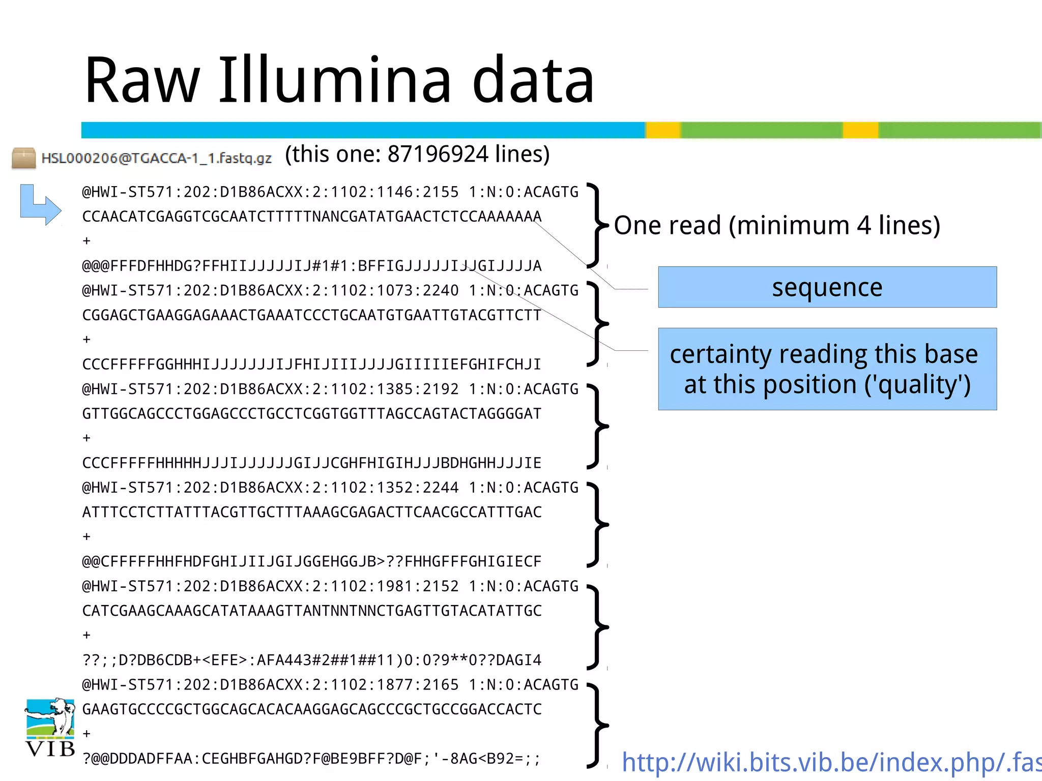 Raw Illumina data
(this one: 87196924 lines)
@HWI-ST571:202:D1B86ACXX:2:1102:1146:2155 1:N:0:ACAGTG
CCAACATCGAGGTCGCAATCTTTTTNANCGATATGAACTCTCCAAAAAAA
+
@@@FFFDFHHDG?FFHIIJJJJJIJ#1#1:BFFIGJJJJJIJJGIJJJJA
@HWI-ST571:202:D1B86ACXX:2:1102:1073:2240 1:N:0:ACAGTG

One read (minimum 4 lines)
sequence

CGGAGCTGAAGGAGAAACTGAAATCCCTGCAATGTGAATTGTACGTTCTT
+
CCCFFFFFGGHHHIJJJJJJJIJFHIJIIIJJJJGIIIIIEFGHIFCHJI
@HWI-ST571:202:D1B86ACXX:2:1102:1385:2192 1:N:0:ACAGTG

certainty reading this base
at this position ('quality')

GTTGGCAGCCCTGGAGCCCTGCCTCGGTGGTTTAGCCAGTACTAGGGGAT
+
CCCFFFFFHHHHHJJJIJJJJJJGIJJCGHFHIGIHJJJBDHGHHJJJIE
@HWI-ST571:202:D1B86ACXX:2:1102:1352:2244 1:N:0:ACAGTG
ATTTCCTCTTATTTACGTTGCTTTAAAGCGAGACTTCAACGCCATTTGAC
+
@@CFFFFFHHFHDFGHIJIIJGIJGGEHGGJB>??FHHGFFFGHIGIECF
@HWI-ST571:202:D1B86ACXX:2:1102:1981:2152 1:N:0:ACAGTG
CATCGAAGCAAAGCATATAAAGTTANTNNTNNCTGAGTTGTACATATTGC
+
??;;D?DB6CDB+<EFE>:AFA443#2##1##11)0:0?9**0??DAGI4
@HWI-ST571:202:D1B86ACXX:2:1102:1877:2165 1:N:0:ACAGTG
GAAGTGCCCCGCTGGCAGCACACAAGGAGCAGCCCGCTGCCGGACCACTC
+
?@@DDDADFFAA:CEGHBFGAHGD?F@BE9BFF?D@F;'-8AG<B92=;;

http://wiki.bits.vib.be/index.php/.fas

 