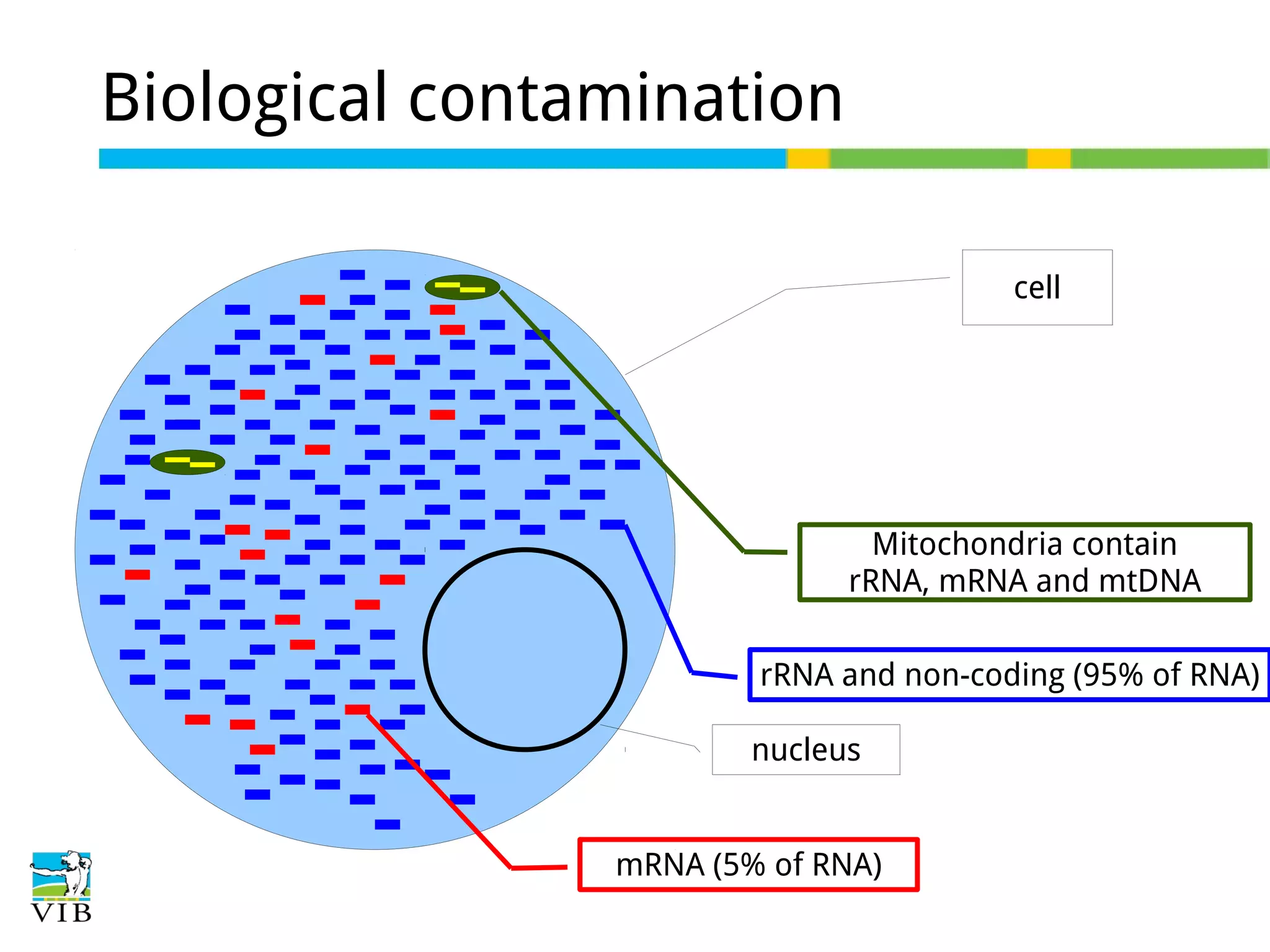 Biological contamination
cell

Mitochondria contain
rRNA, mRNA and mtDNA
rRNA and non-coding (95% of RNA)
nucleus
mRNA (5% of RNA)

 