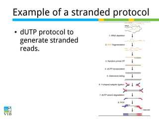 Example of a stranded protocol
●

dUTP protocol to
generate stranded
reads.

 