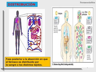 DISTRIBUCIÓN

Farmacocinética

Fase posterior a la absorción en que
el fármaco es distribuido por
la sangre a los distintos tejidos.
1

 