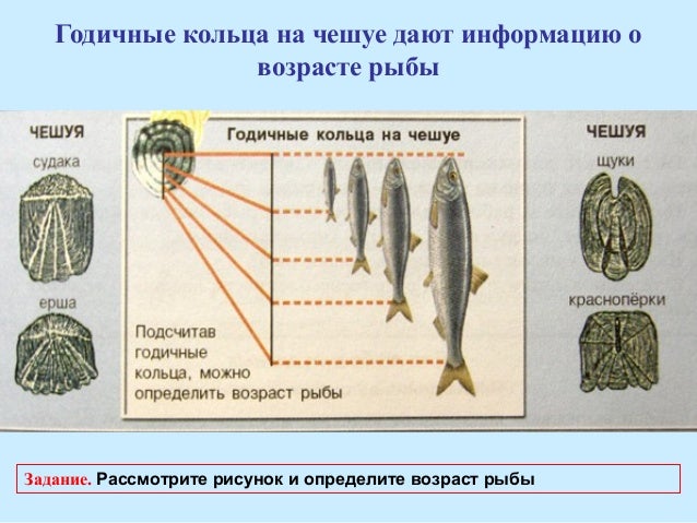Рыбы долго живут. Возраст рыбы можно определить по чешуе. Определить определить Возраст рыбы. Расположение чешуи на теле рыбы. Определение возраста рыбы по чешуе.