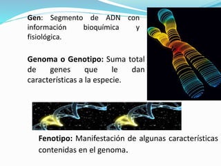 Gen: Segmento de ADN con
información
bioquímica
y
fisiológica.

Genoma o Genotipo: Suma total
de
genes
que
le
dan
características a la especie.

Fenotipo: Manifestación de algunas características
contenidas en el genoma.

 
